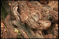 399097 Roots Of A Poplar A4 Photo Print