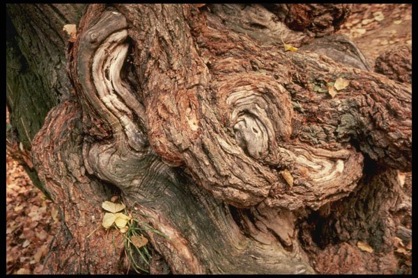 399097 Roots Of A Poplar A4 Photo Print