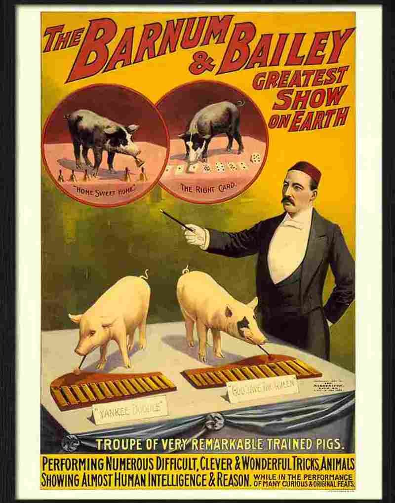 4 barnum bailey pigs Advert A4 Photo Print