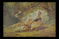 401065 Ruffed Grouse , Arthur Fitzwilliam Tait A4 Photo Print