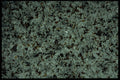 403000 Shrubs A4 Photo Print