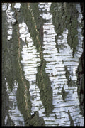403004 Tree Bark A4 Photo Print
