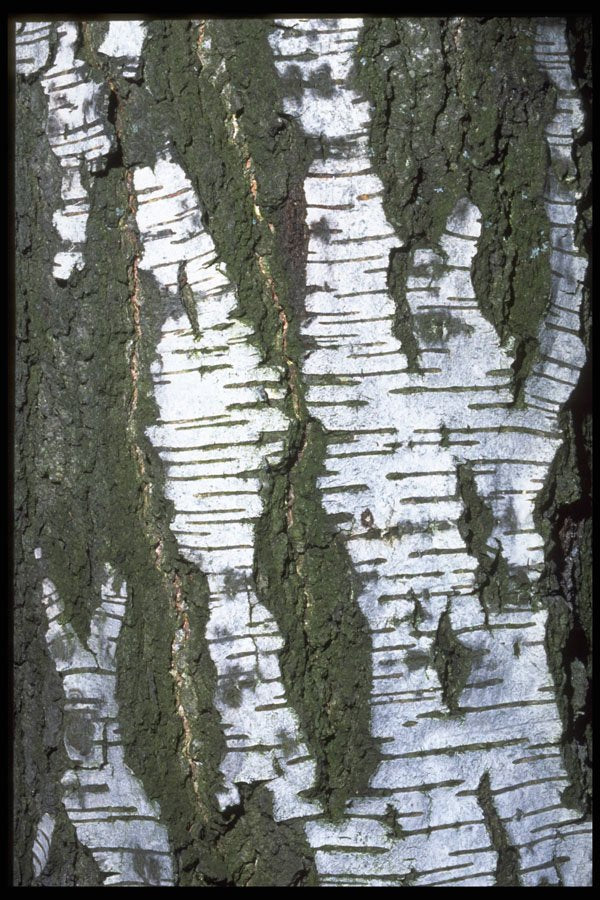 403004 Tree Bark A4 Photo Print