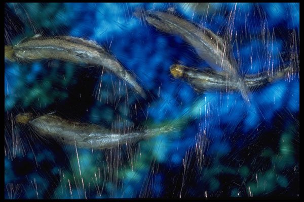 403006 Fish Under Ice A4 Photo Print