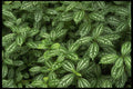 403007 White And Green Leaves A4 Photo Print