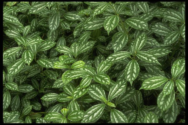403007 White And Green Leaves A4 Photo Print