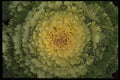 403008 Ornamental Cabbage A4 Photo Print