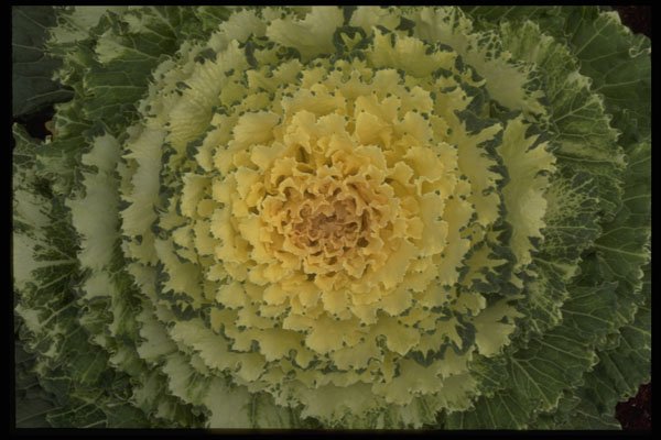 403008 Ornamental Cabbage A4 Photo Print