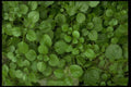 403009 Foliage A4 Photo Print
