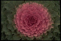 403010 Ornamental Cabbage A4 Photo Print