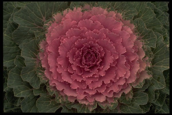 403010 Ornamental Cabbage A4 Photo Print