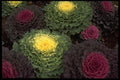 403011 Ornamental Cabbage A4 Photo Print