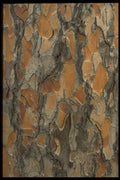 403012 Tree Bark A4 Photo Print