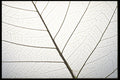 403016 Leaf Veins A4 Photo Print