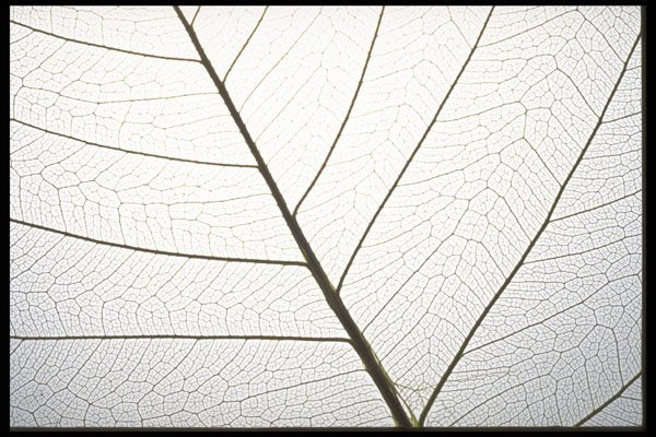 403016 Leaf Veins A4 Photo Print