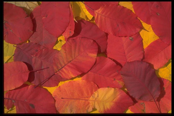 403020 Red Leaves A4 Photo Print