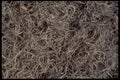 403022 Dried Foliage A4 Photo Print