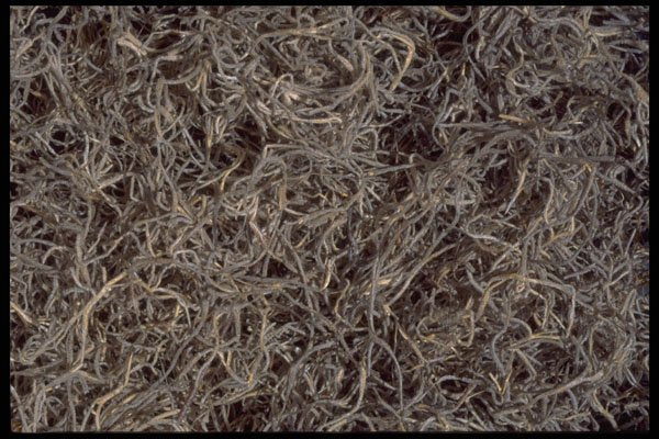 403022 Dried Foliage A4 Photo Print