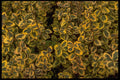 403025 Yellow And Green Leaves A4 Photo Print