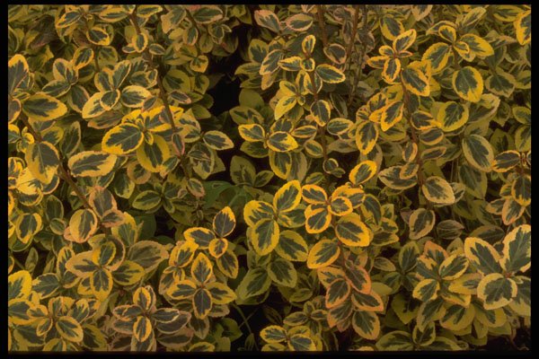 403025 Yellow And Green Leaves A4 Photo Print