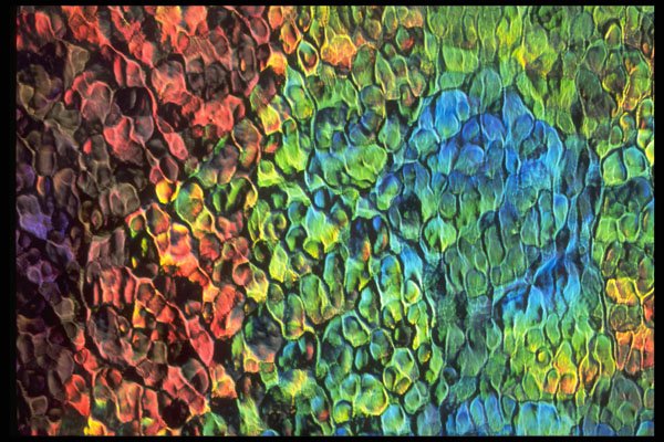 403040 Rippled Colors A4 Photo Print