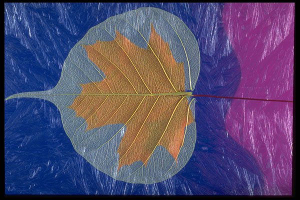 403042 Maple Leaf A4 Photo Print