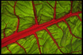 403043 Swiss Chard A4 Photo Print