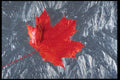 403044 Maple Leaf A4 Photo Print
