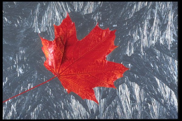403044 Maple Leaf A4 Photo Print