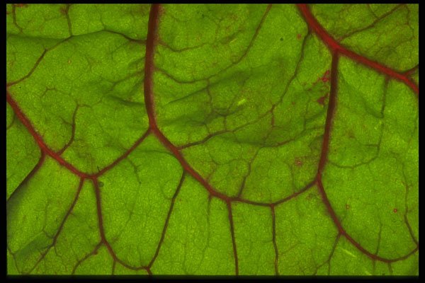 403045 Swiss Chard A4 Photo Print