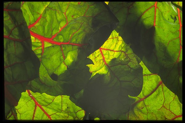 403046 Swiss Chard A4 Photo Print