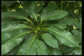 403051 Foliage A4 Photo Print