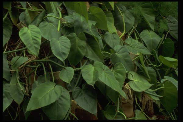 403052 Foliage A4 Photo Print