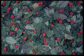 403053 Pot pourri A4 Photo Print