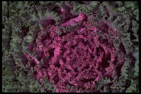 403054 Ornamental Cabbage A4 Photo Print