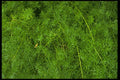 403055 Foliage A4 Photo Print