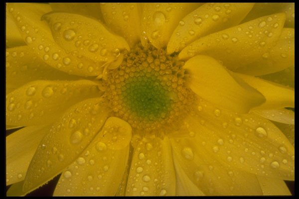 403056 Flower A4 Photo Print