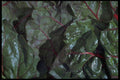 403057 Swiss Chard A4 Photo Print