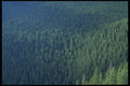 403058 Trees A4 Photo Print