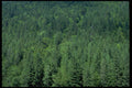 403059 Trees A4 Photo Print