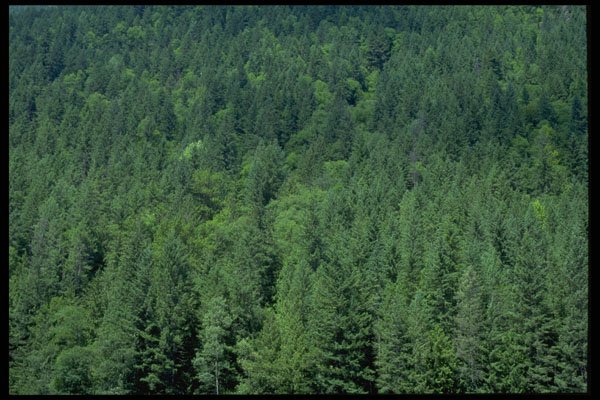 403059 Trees A4 Photo Print
