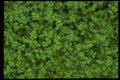 403061 Foliage A4 Photo Print