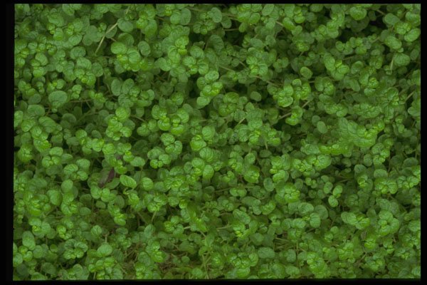 403061 Foliage A4 Photo Print