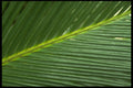 403063 Leaf A4 Photo Print