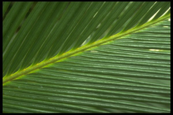403063 Leaf A4 Photo Print