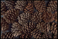 403064 Pine Cones A4 Photo Print
