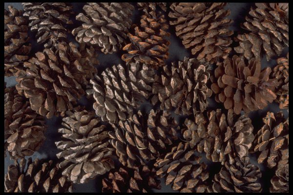 403064 Pine Cones A4 Photo Print