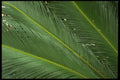 403066 Foliage A4 Photo Print