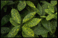 403067 Foliage A4 Photo Print