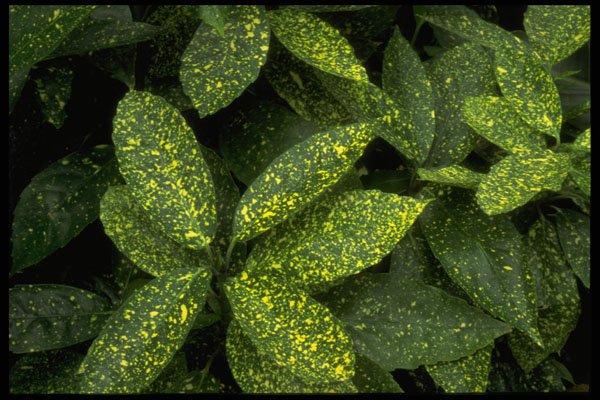 403067 Foliage A4 Photo Print